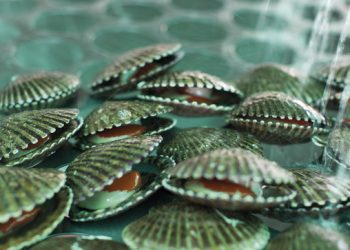 Ministerio de la Producción evaluará el recurso concha de abanico en el banco natural más importante del país