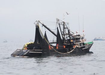 Produce prohíbe pesca de anchoveta entre Cañete y  Chancay por 10 días