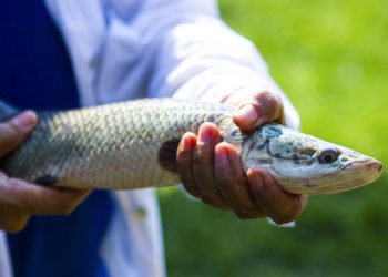 ¿Qué es una veda y para qué sirve?