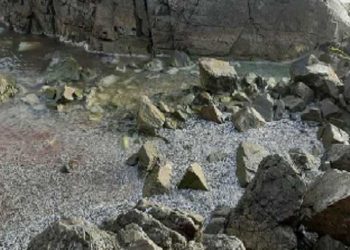 Imarpe Chimbote constata acercamiento y varazón de anchovetas en Casma