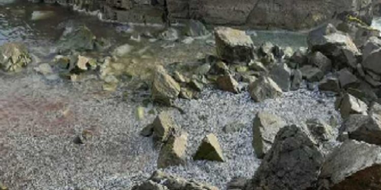 Imarpe Chimbote constata acercamiento y varazón de anchovetas en Casma