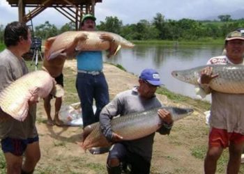 Piura: paiches no sufrirían por la falta de agua en San Lorenzo