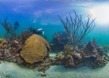 Colombia: pesca ilegal de pez loro pone en jaque a los arrecifes de Seaflower