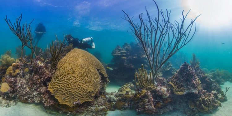 Colombia: pesca ilegal de pez loro pone en jaque a los arrecifes de Seaflower