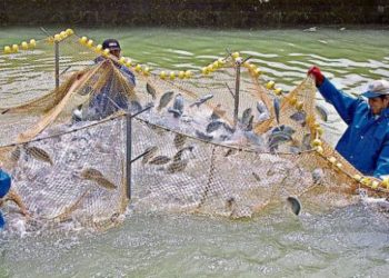 Produce destina S/ 1.7 millones en subvenciones para proyectos de innovación  en pesca y acuicultura