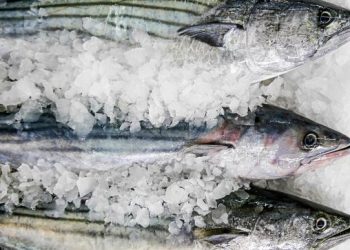 Ministerio de la Producción establece veda extractiva del recurso bonito