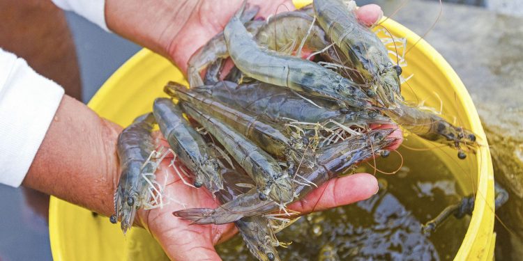 Produce autoriza hasta el 31 de diciembre extracción de langostino