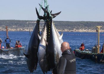 Océano Pacífico Oriental iniciará el 2021 con renovadas medidas de conservación del atún