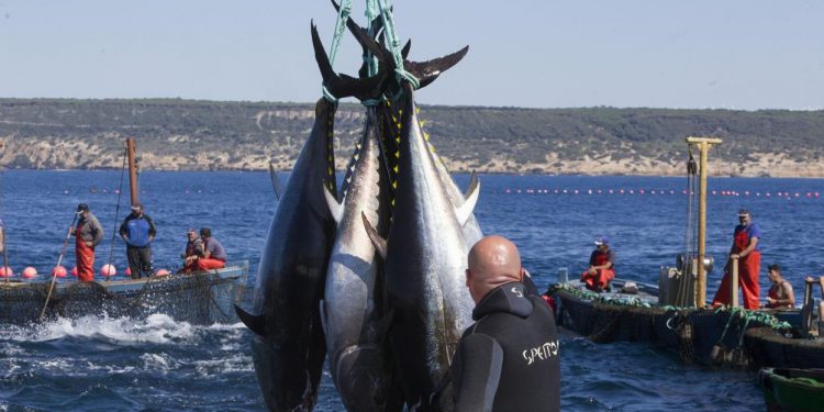 Océano Pacífico Oriental iniciará el 2021 con renovadas medidas de conservación del atún