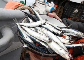 Produce informó que pesca de anchoveta registró un avance de 58.79%