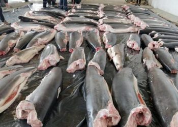 ¿Qué hay detrás de los decomisos de casi 25 toneladas de carne de tiburón traficada desde Ecuador ?