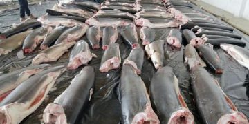 ¿Qué hay detrás de los decomisos de casi 25 toneladas de carne de tiburón traficada desde Ecuador ?