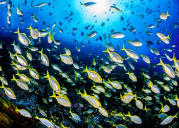 ¿Qué es la acidificación de los océanos y cuáles son sus consecuencias?