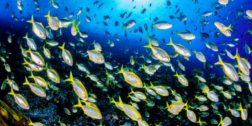 ¿Qué es la acidificación de los océanos y cuáles son sus consecuencias?