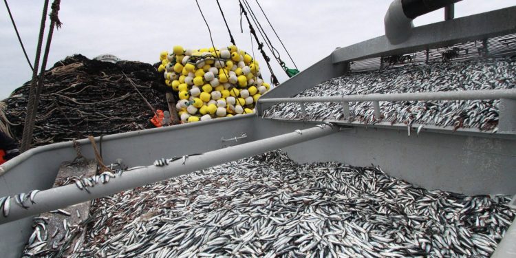 Produce anunció que la segunda temporada de pesca 2020 finaliza este 25 de enero en zona norte-centro