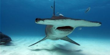 Estudio alerta que los tiburones están desapareciendo y el fenómeno dejará un «enorme agujero» en océanos