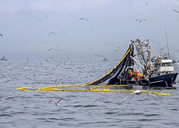 Scotiabank: captura de anchoveta registraría un crecimiento de 14% este 2021