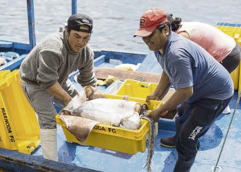 Estragos de la covid-19: pesca de consumo humano recién se recuperaría el 2023