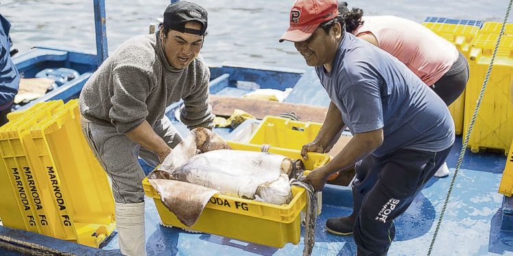 Estragos de la covid-19: pesca de consumo humano recién se recuperaría el 2023