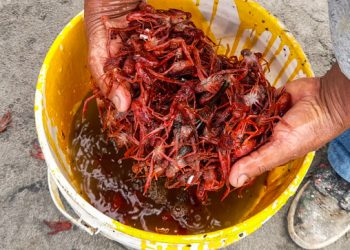 Imarpe: varazón de camarón rojo se registró en playa La Brea en Talara