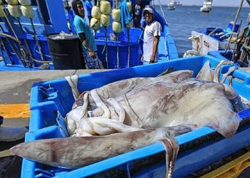 Principales pesqueras piden implementar el cuidado y protección de la pota del Pacífico Sur