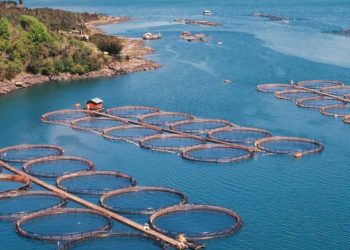 ¿Y la acuicultura para cuándo?