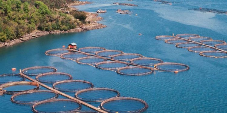 ¿Y la acuicultura para cuándo?