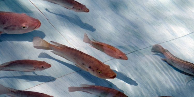 San Martín: Devida y municipio de Uchiza entregan 10o mil alevinos de tilapia a 28 caseríos