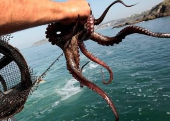 Moquegua: Produce establece cuota para la captura de pulpo en Punta Coles