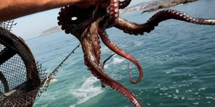 Moquegua: Produce establece cuota para la captura de pulpo en Punta Coles