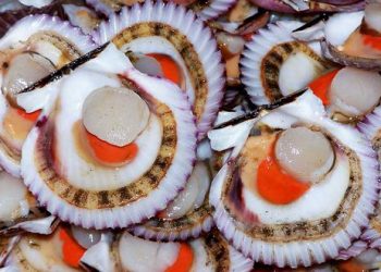 Atún y conchas de abanico peruanos llegarían al mercado japonés