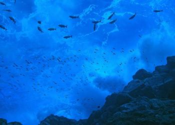 Dorsal de Nasca: la cordillera sumergida que nadie ha visto y que busca ser declarada reserva nacional