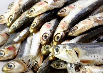 Beneficios de apostar por una pesca sostenible