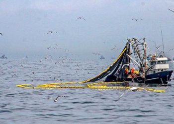 ADEX: Exportación de pesca para consumo humano directo cayó 19,6% en el 2020