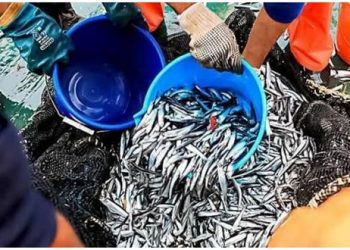 SNP: captura de anchoveta alcanzaría los 5 millones de toneladas en el 2021