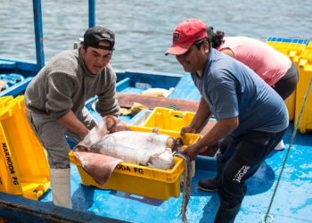 Acuicultura peruana contará con política nacional para elevar su competitividad