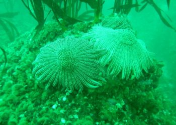 Moquegua: Imarpe monitorea comunidad bentónica en la reserva de Punta Coles, Ilo