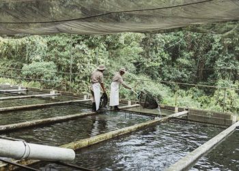 Tilapia: ¿por qué fue el producto estrella de la piscicultura y el sector agropecuario en 2020?