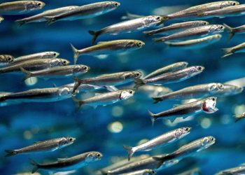 Juvenil, divino tesoro