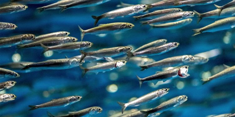 Juvenil, divino tesoro