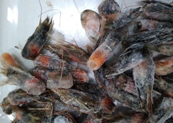 Ejecutivo autoriza subvenciones por S/ 1.1 millones para proyectos de pesca y acuicultura