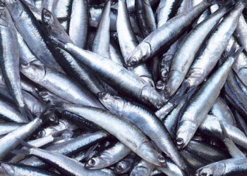 Produce estableció cuota de 2.5 millones de toneladas para pesca de anchoveta en zona norte-centro