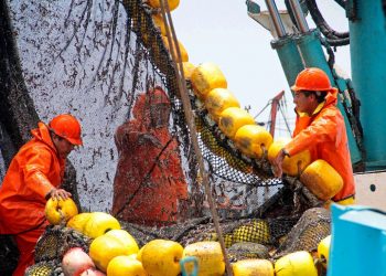 Ministerio de la Producción eleva a 60.785 toneladas la cuota máxima de pesca de bonito