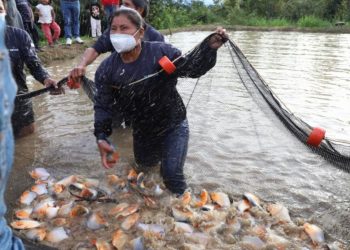 Huánuco: distritos de Leoncio Prado apuestan al desarrollo con crianza de peces amazónicos