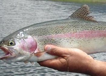 Vraem: Devida promoverá producción de 13 mil kilos de trucha en Ayacucho