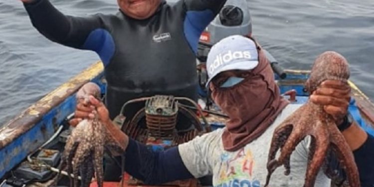 Punta Coles es modelo de desarrollo sostenible con plan de manejo del recurso pulpo