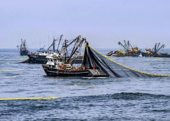 Produce establece límite de pesca para el tiburón martillo en el período 2021
