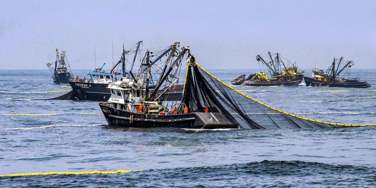 Produce establece límite de pesca para el tiburón martillo en el período 2021