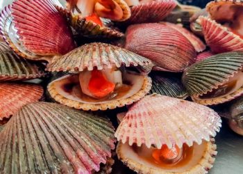 Áncash: Imarpe evalúa los bancos naturales de “concha de abanico” Argopecten purpuratus