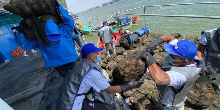 Piura: harán estudio en la bahía de Sechura para validar producción de conchas de abanico